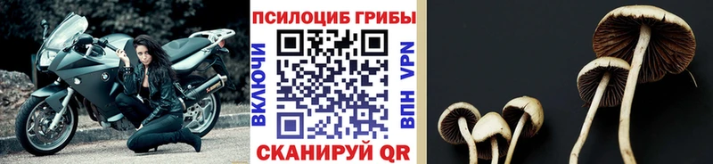 Галлюциногенные грибы Psilocybe  где можно купить наркотик  Льгов 